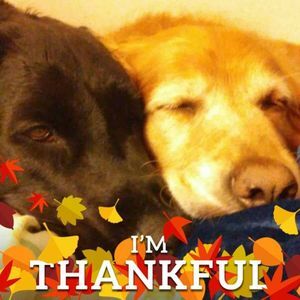 Meet your Posher, Anne